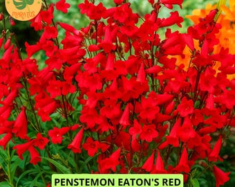 200 Eaton’s Penstemon Red Seeds, Firecracker Hummingbird Plant Garden Non-GMO