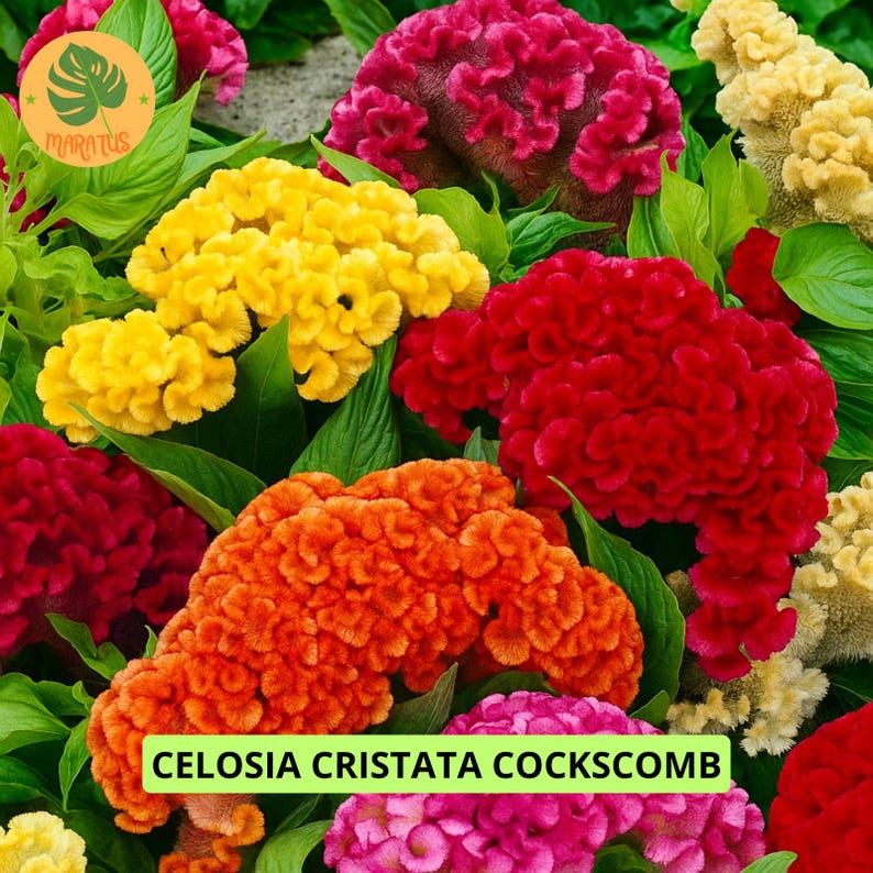 500 Celosia Cristata Mix Color, Cockscomb Seeds, Edible Flower Home ...