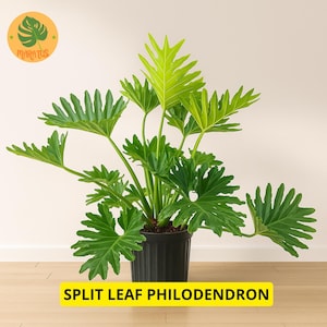 10 Split Leaf Philodendron Seeds, Philodendron Selloum, Tropical Plant  Flower Home Garden - Etsy