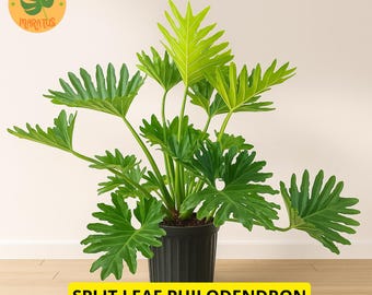 Split Leaf Philodendron | Shop Online – Plants by Mail
