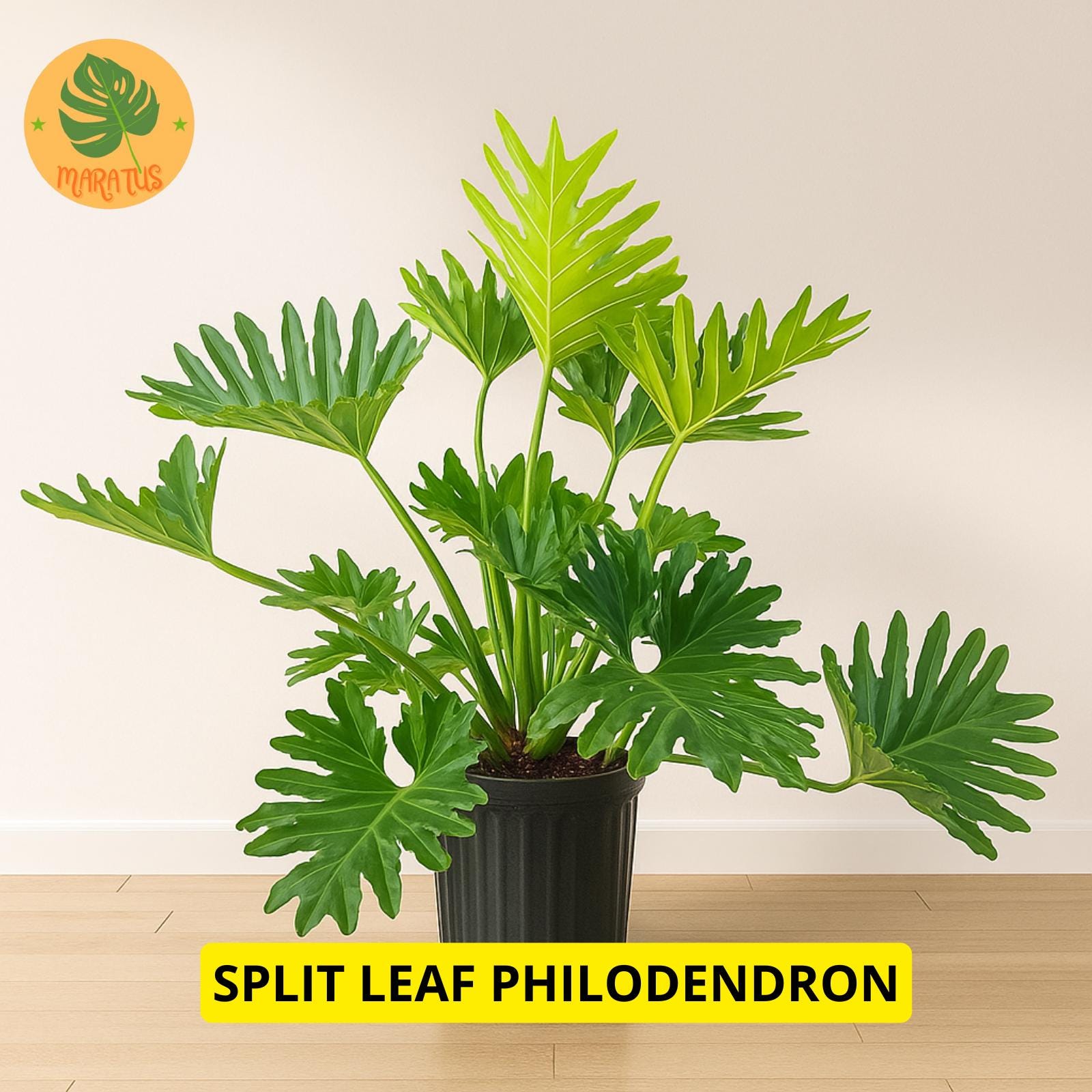 Split Leaf Philodendron Selloum - Etsy