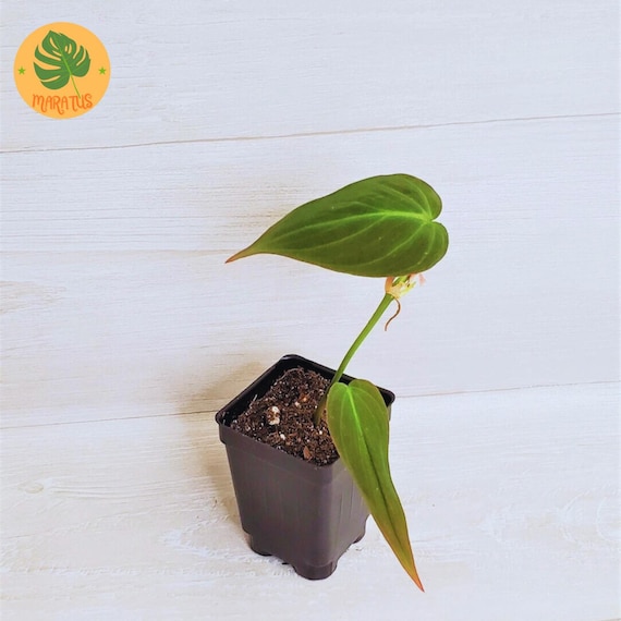 Philodendron Micans 3" Pot Exotic Live Plant Home Garden