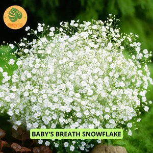 100 Baby’s Breath Seeds, Snowflake White Gypsophila Flower Home Garden