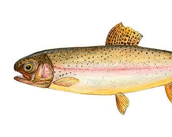 Rainbow Trout Giclee Print