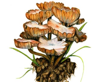 Mushroom Illustration Giclee Print