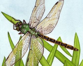 Dragonfly Giclee Print