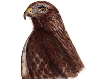 Red Tailed Hawk Giclee Print