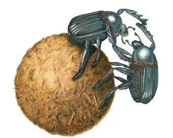 Fighting Dung Beetles Giclee Print