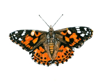Painted Lady Butterfly Print