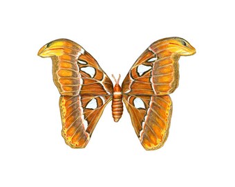 Imperator Atlas Moth Giclee Print