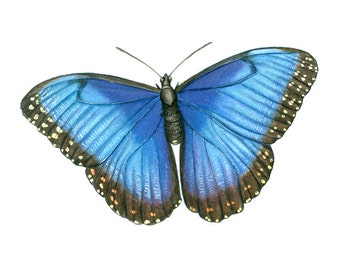 Morpho Butterfly Giclee Print