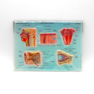 Rico 1960s Anatomical Relief Panel