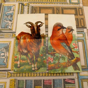 Puede incluir: Dos recortes de papel vintage con ilustraciones de animales. Uno muestra una cabra marrón con cuernos grandes en un campo de hierba. El otro representa dos pájaros naranjas posados en una rama con flores rosas.