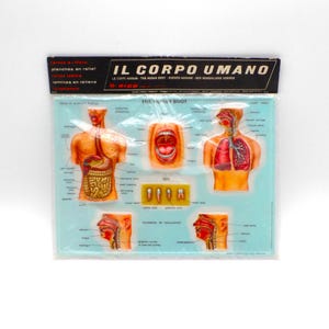 Rico 1960s Anatomical Relief Panel