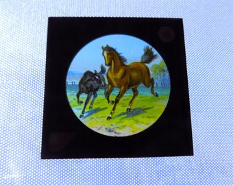 Horse Magic Lantern Slide