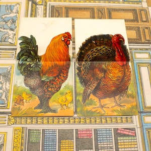 Cartes anciennes de l'alphabet volaille et dinde