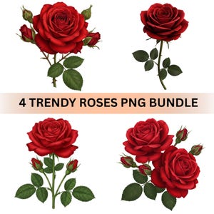 Puede incluir: Cuatro ilustraciones digitales de rosas rojas con hojas y tallos verdes. Las rosas se representan en varias etapas de floración, desde capullos hasta flores completamente abiertas. El texto "4 TRENDY ROSES PNG BUNDLE" está presente.