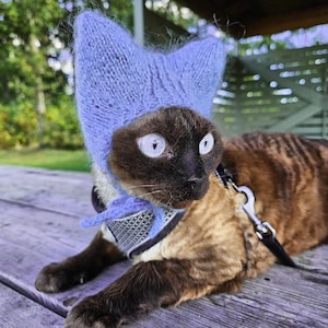 Könnte beinhalten: Eine braun-beige Katze trägt eine hellblaue Strickmütze mit spitzen Ohren und einem passenden Schal. Die Katze trägt außerdem ein Geschirr und eine Leine und liegt auf einer Holzoberfläche.