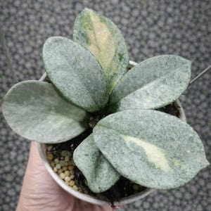 Hoya argentea princess - Etsy 日本