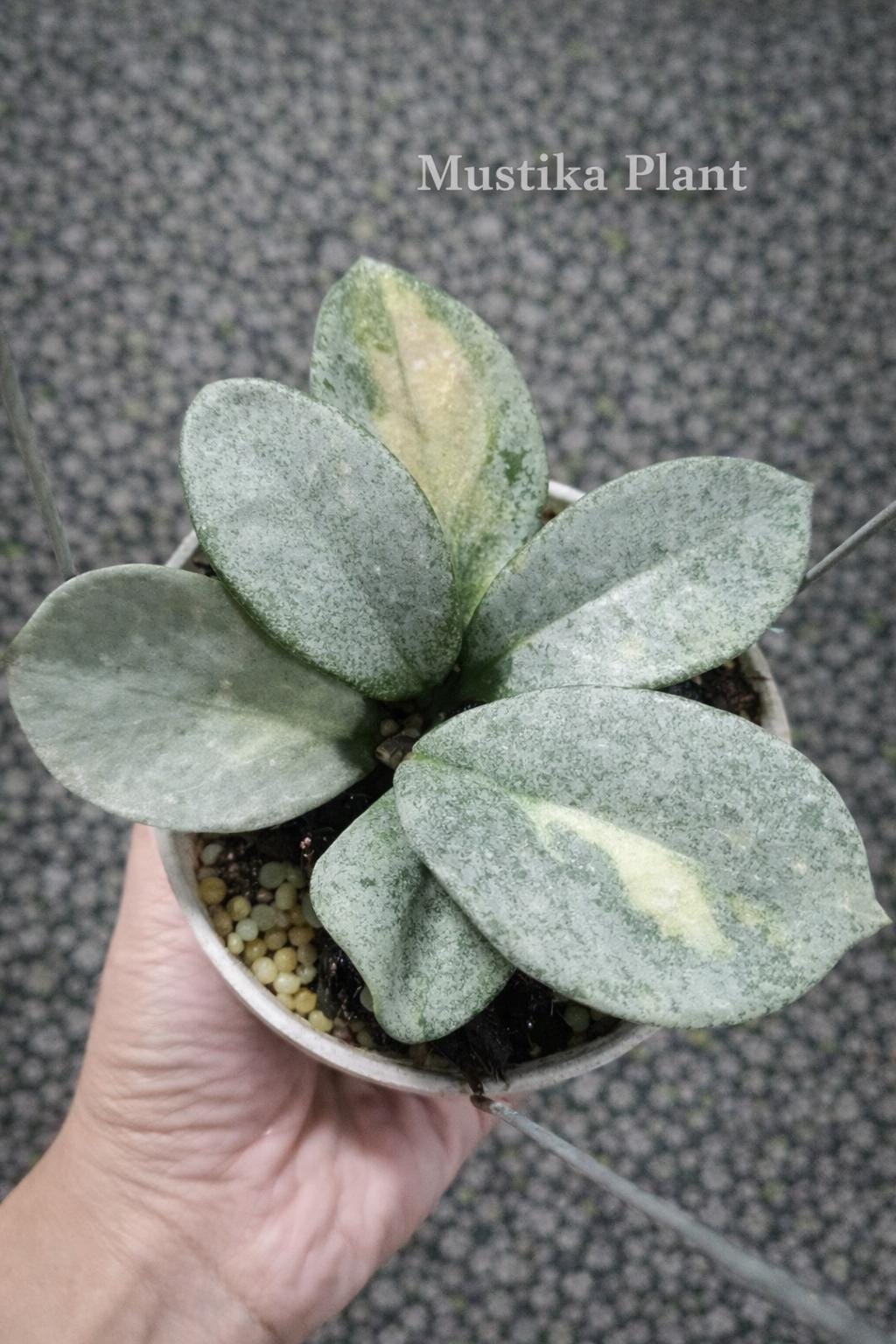 Hoya argentea princess - Etsy 日本