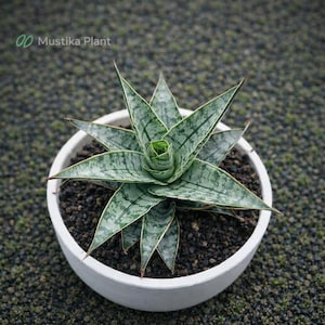 Może przedstawiać: Roślina Sansewieria w doniczce z liśćmi w kształcie gwiazdy w białej ceramicznej doniczce. Liście są zielone i srebrne z ciemnozielonymi paskami. Doniczka stoi na podłożu z ciemnych kamyków. Roślina jest sukulentem.