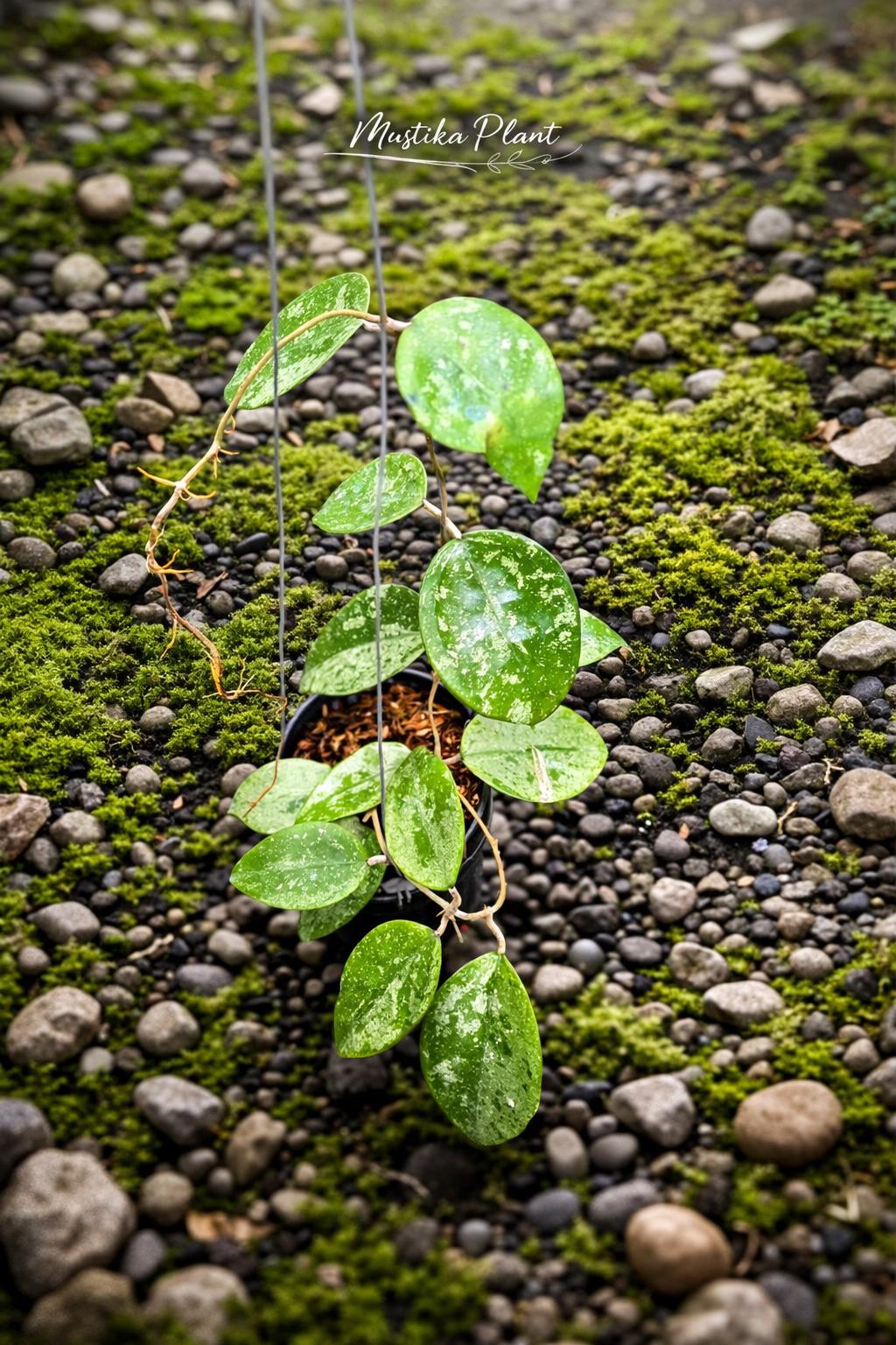 Hoya parasitica - Etsy 日本