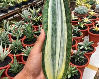 Sansevieria Bruda Rara Pianta Ornamentale Unica. /Pinguicula/rorida/Banana/variegato.