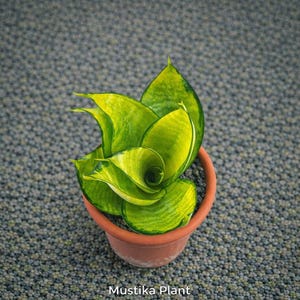 May include: A small potted plant with bright green and yellow leaves. The plant is in a terracotta pot, and the text "Mustika Plant" is visible at the bottom. The background is a textured grey surface.