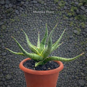 May include: A potted Mustika plant with long, pointed green leaves with light green and white stripes. The plant is in a terracotta-colored pot filled with dark soil. The text "Mustika Plant" is visible above the plant.