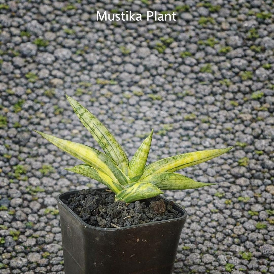 Boncel Sansevieria Boncel Variegated Rare Unique Ornamental Plant ...