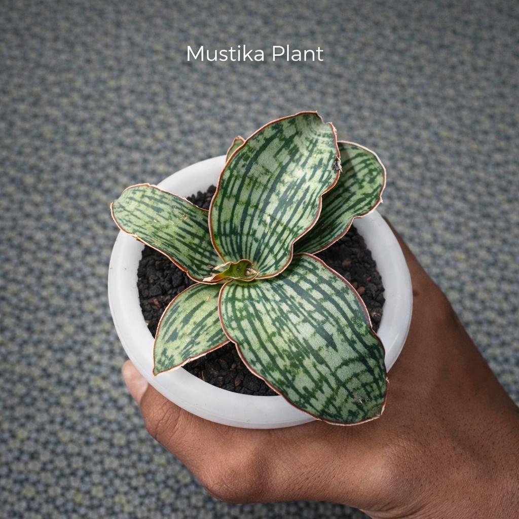 starfish snake plant Snake Plant Starfish with Planter - Medium (3