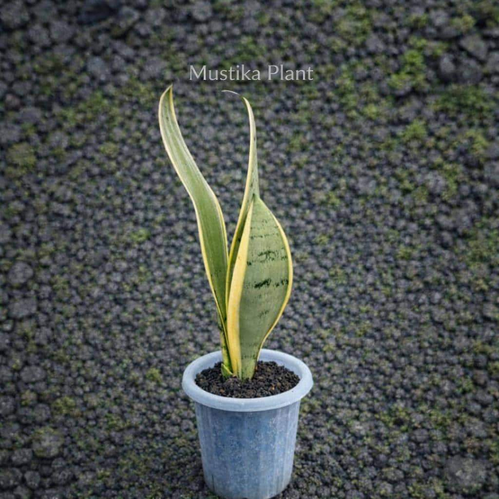 Sansevieria Pearl Young - Etsy