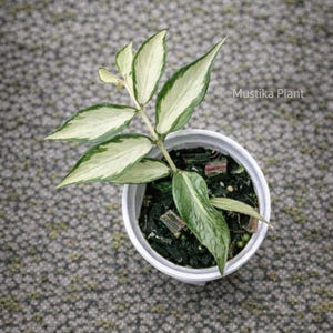 Hoya polyneura inner variegated - Etsy 日本