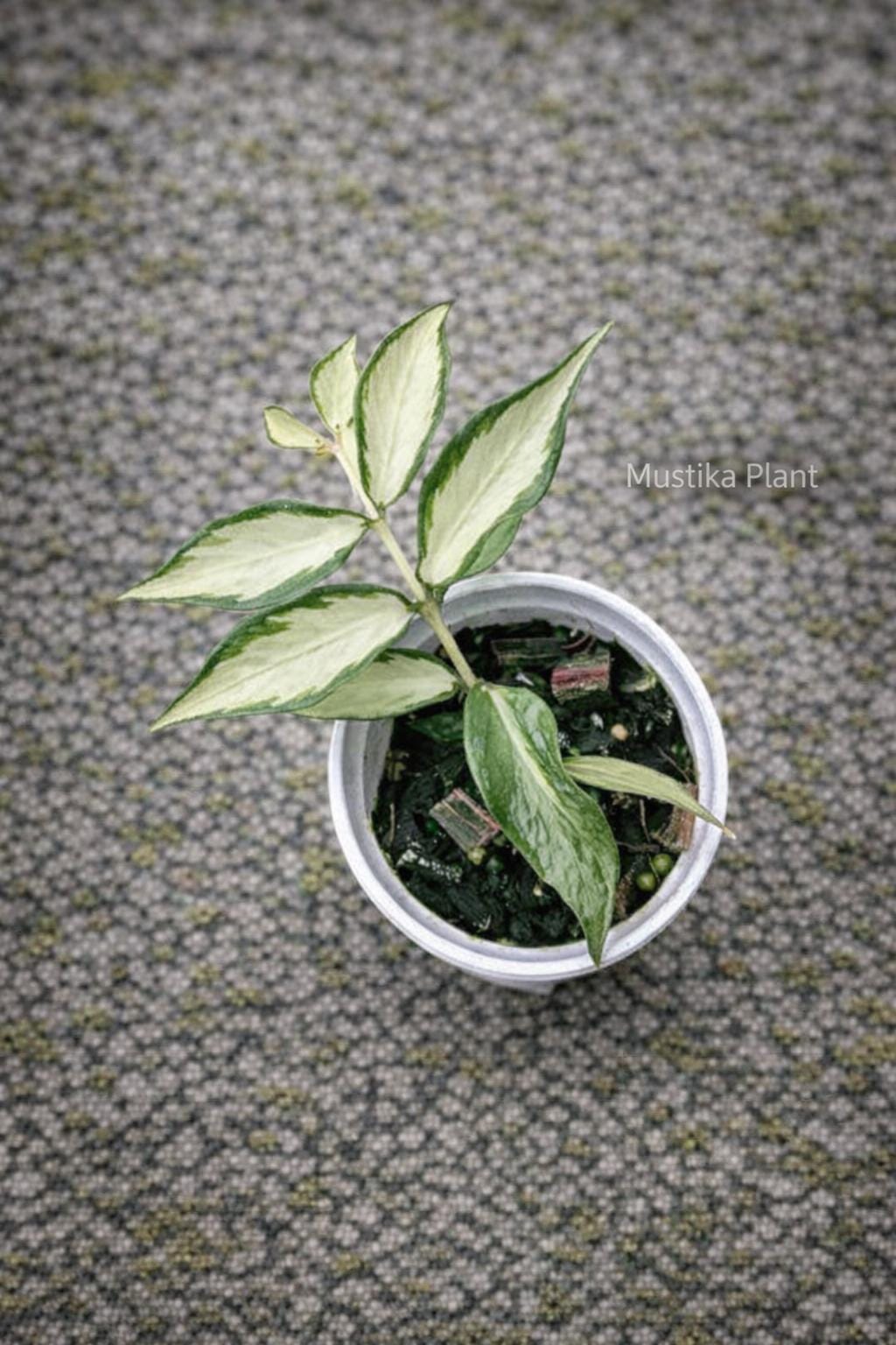 Hoya polyneura silver ｜フィッシュテールホヤ　希少 Hoya polyneura - Etsy 日本