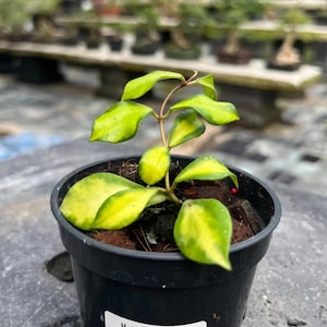 Hoya Bakoensis - Etsy