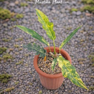May include: A potted plant with green and yellow variegated leaves. The plant is in a brown pot filled with soil and mulch. The text "- Mustika Plant -" is above the plant.