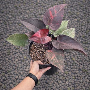 Royal Queen Philodendron - Etsy Denmark