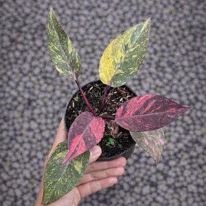 Puede incluir: Una planta de interior en maceta negra con hojas abigarradas en tonos verdes, amarillos y rosas. El texto "Mustika Plant" está escrito encima de la planta. La planta se sostiene en una mano.