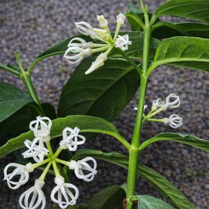 Hoya Sp Bengkulu - Etsy