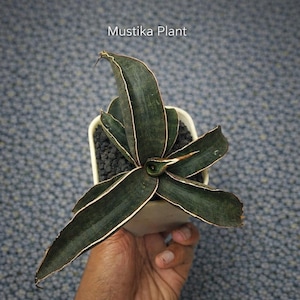 Könnte beinhalten: Eine Topfpflanze namens Mustika mit dunkelgrünen Blättern, die weiß umrandet sind. Die Pflanze befindet sich in einem quadratischen weißen Topf, der mit dunklen Kieselsteinen gefüllt ist. Der Text "Mustika Plant" ist oben im Bild zu sehen.