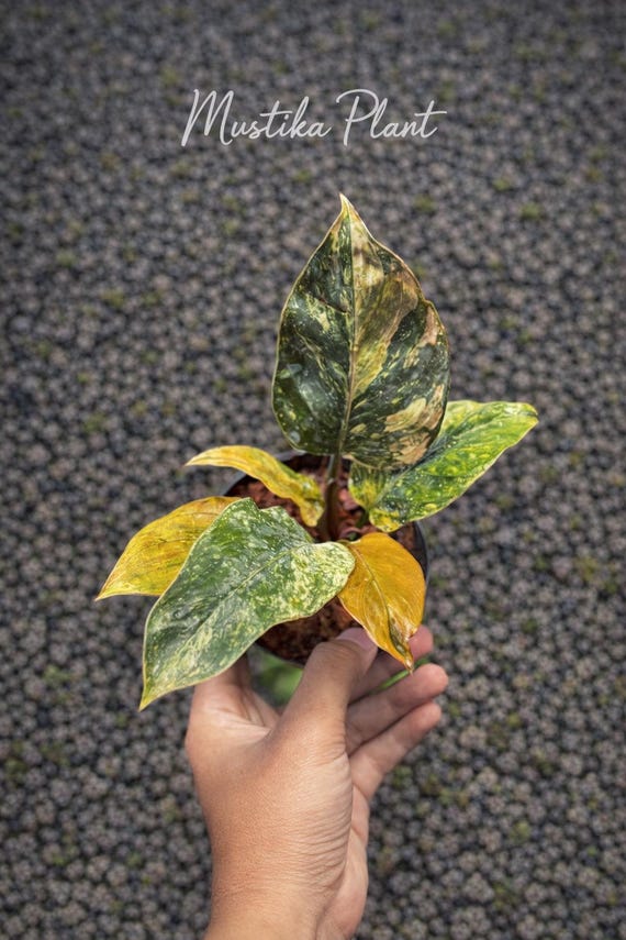 philodendron imbe Philodendron Wend-Imbe Variegated  Greenroom Planter