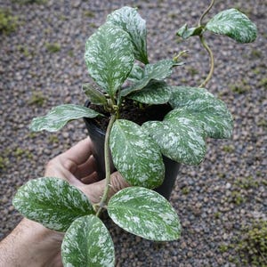 Hoya Waymaniae Cielo Nublado Hojas Exuberantes Plateadas Planta ornamental única y rara.