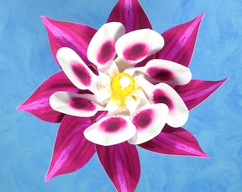 Magenta Columbine Flower Double Spin Pinwheel Whirligig Spinner Windmill Fan
