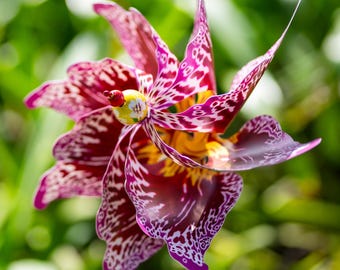 Magenta Orchid Pinwheel Wind Spinner Garden Spinner Whirligig Windmill Fan