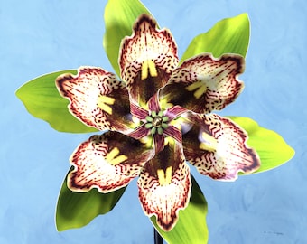 Green Cymbidium Double Spin Pinwheel Wind Spinner Whirligig Windmill Fan