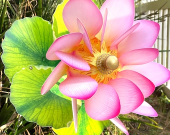 Lotus Petal 水蓮の花びら 4枚セット(日2、英2) il_340x270.5764467152_h4jq.jpg