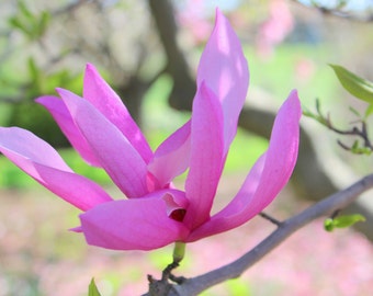 Pink Magnolia, University of KY Arboretum--8 x 10 fine art photo, signed