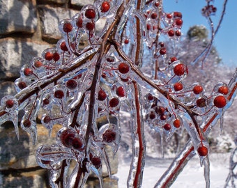 Crabapples in Ice, University of Kentucky Arboretum, Lexington, KY--5 x 7 fine art photo, signed
