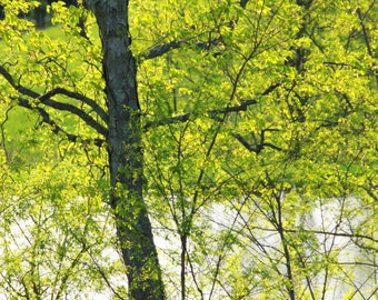Spring Green, Owen County, Kentucky, April 2011--5 x 7 fine art photo, signed