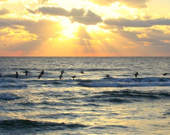 Pelicans at Sunrise, American Beach, Amelia Island, FL--8 x 10 fine art print, signed